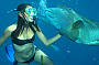 Snorkel with Marvin the Maori Wrasse